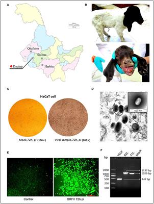Laboratory Diagnosis of a NZ7-like Orf Virus Infection and Pathogen Genetic Characterization, Particularly in the VEGF Gene